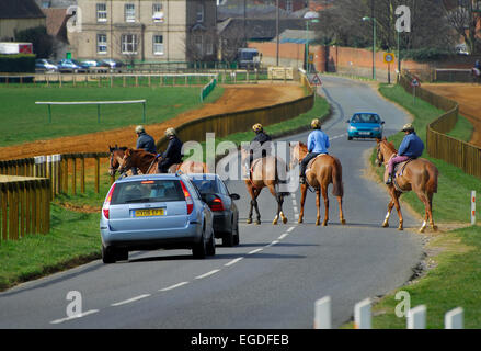 Rennpferde, überqueren die Straße an der Newmarket, Suffolk, england Stockfoto