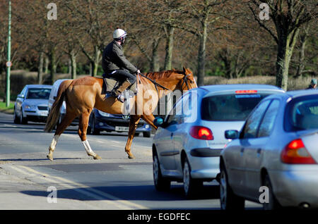 Rennpferde, überqueren die Straße an der Newmarket, Suffolk, england Stockfoto