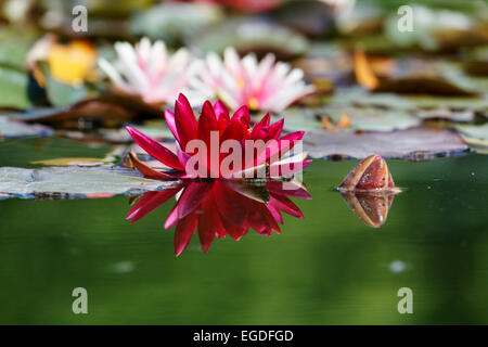 Spiegelbild einer Seerose im Teich von Monets's Garten, Giverny, Seine-Maritime, Haut-Normandie, Frankreich Stockfoto