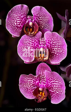 Rosa gefleckte Phalaenopsis Leopard Prince rot Kernspaltung Motte Orchidee Blume Hybrid auf schwarzem Hintergrund Stockfoto