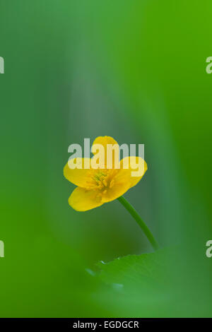 Sumpfdotterblumen (Caltha Palustris) im Frühjahr, Niederösterreich, Österreich Stockfoto