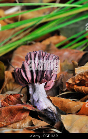 Amethyst Betrüger Pilz (Lacktrichterling Amethystina / Lacktrichterling Amethystea) unter Herbstliches Laub auf dem Waldboden Stockfoto