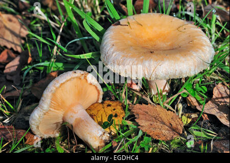 Wollige Milkcap / bärtigen Milch Mütze Pilze (Lactarius Torminosus) wachsen auf Waldboden im Herbst Stockfoto