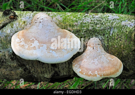 Birken-Halterung Pilz / Rasiermesser Streichriemen (Piptoporus Betulinus) auf gefallenen Birkenbaum im Wald Stockfoto