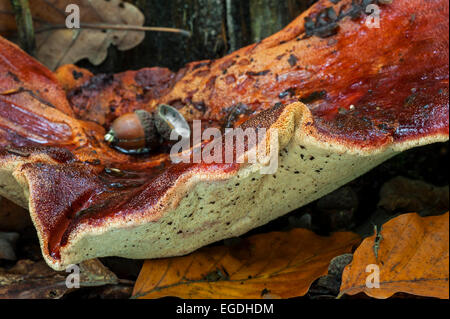 Beefsteak-Pilz / Beefsteak Polypore / Ochsenzunge (Fistulina Hepatica) close-up zeigt Unterseite Stockfoto