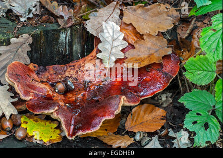 Beefsteak-Pilz / Beefsteak Polypore / Ochsenzunge (Fistulina Hepatica) wächst auf Baumstamm Stockfoto