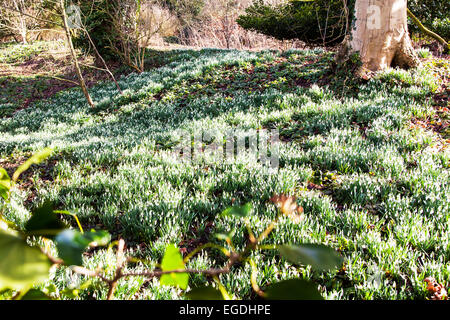 Schneeglöckchen Galanthus nivalis Feld in Sun Flower snowdrop Blumen sunshine früh Hintergrundbeleuchtung von sunshine Louth Lincolnshire, schneeglöckchen Blume Stockfoto