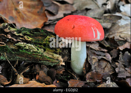 Die Sickener / Brechmittel ubling / Erbrechen ubling (ubling Emetica) im Laubwald im Herbst Stockfoto