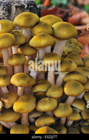 Honig-Pilz (Armillaria Mellea / Armillariella Mellea) Cluster wachsen am Stamm des Baumes im herbstlichen Wald Stockfoto