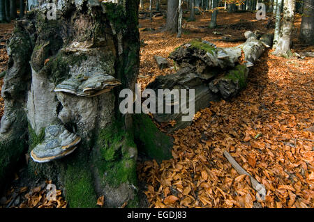 Tinder bracket Pilz / Pilz HUF / Tinder Polypore / Pferdehuf (Zündstoff Fomentarius) auf gebrochen Baumstamm Stockfoto