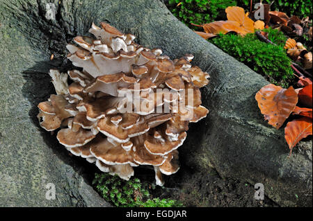 Henne der Wälder / Henne des Waldes / Widderkopf / Schafskopf (Grifola Frondosa) wachsen aus den Wurzeln des Baumes im herbstlichen Wald Stockfoto