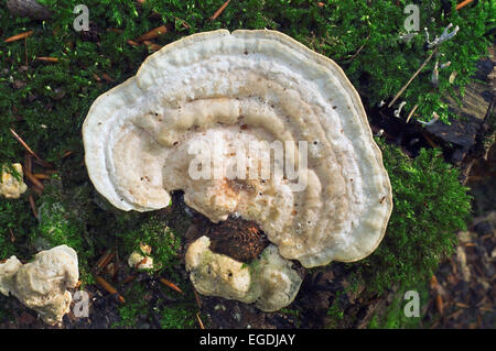 Klumpig Halterung (Trametes Gibbosa) auf Baumstumpf Stockfoto