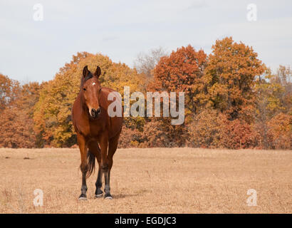 Rote Bucht Araberhengst in trockenen Herbst Weide mit gedämpften Herbst Farbe Bäume auf Grund Stockfoto