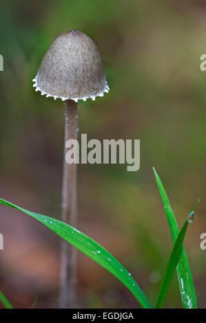 Petticoat Mottlegill (Panaeolus Sphinctrinus / Panaeolus Papilionaceus) Stockfoto