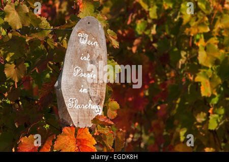 Weinberge des Weges Wein Bildung, Markelsheim, Franken, Bayern, Deutschland Stockfoto