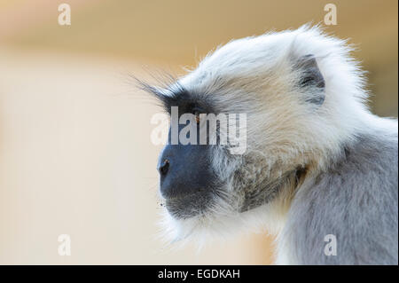 Ein südlichen Plains grau Languren (Semnopithecus Dussumieri) oder Hanuman-Languren am Stadtrand von Rishikesh, Uttarakhand, Indien Stockfoto