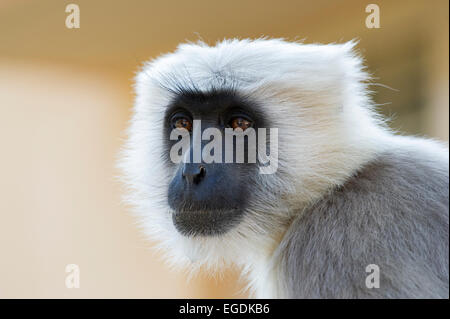 Ein südlichen Plains grau Languren (Semnopithecus Dussumieri) oder Hanuman-Languren am Stadtrand von Rishikesh, Uttarakhand, Indien Stockfoto