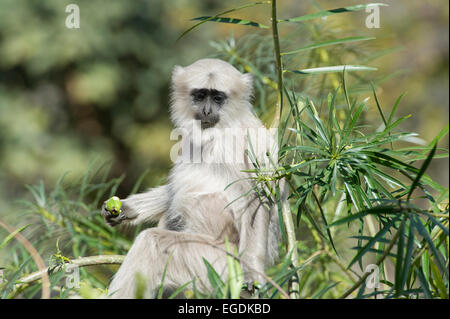 Ein südlichen Plains grau Languren (Semnopithecus Dussumieri) oder Hanuman-Languren in den Wäldern von Rishikesh, Uttarakhand, Indien Stockfoto