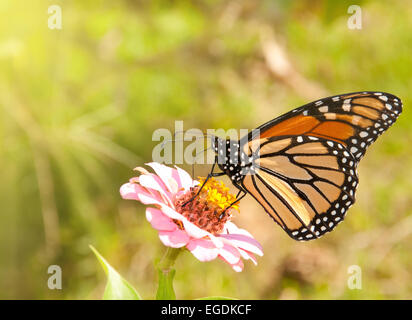 Monarch-Schmetterling Fütterung auf eine rosa Zinnie Stockfoto