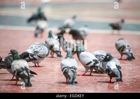 Eine große Gruppe von Tauben, die stehend auf dem Boden des Stadtplatzes in Barcelona, Spanien. Stockfoto