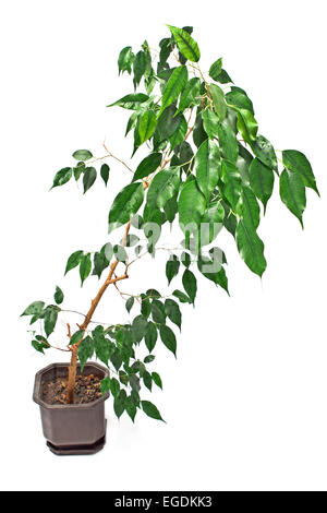 Ficus Benjamin im Topf isoliert auf weiss Stockfoto