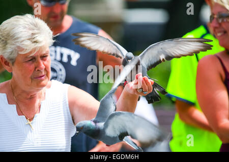 Eine Frau mit einer Taube in der Hand mit einer Taube fliegen um am Stadtplatz in Barcelona, Spanien. Stockfoto