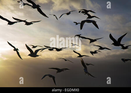 Liverpool, Merseyside, UK. 23. Februar 2015. UK Wetter: abgehackt und Gusty, (Gale force Westerly) von Crosby Strand. Pre-Storm Verhalten von Vögeln, es ist Schwarz glaubte - vorangegangen Möwen und anderen Möwen empfindlich auf barometrische Veränderungen sind und man glaubt, dass sie wieder zu landen, wenn Sie den Druckabfall zu fühlen. In der Regel ist dieser Druck schwankt etwas. Tiere sind sehr in der Änderungen, die über die natürlichen Schwankungen, die große Veränderungen im Wetter Signal kann abgestimmt. Stockfoto