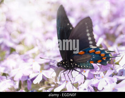 Verträumte Bild von einem Pipevine Schwalbenschwanz Schmetterling Fütterung auf lila Blumen Stockfoto