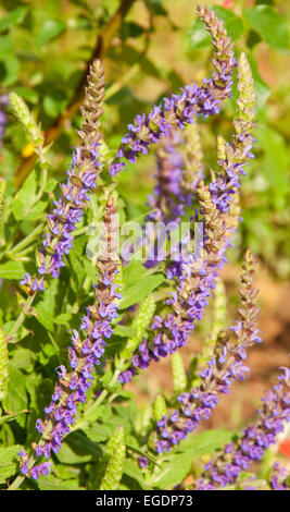 Lila Salvia Blume Spitzen im Garten Stockfoto