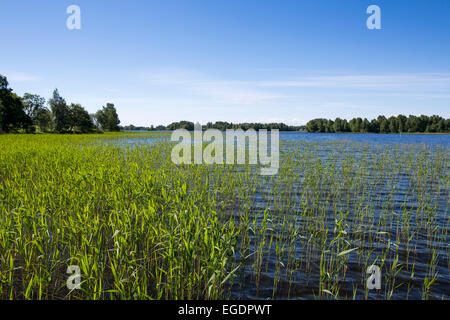 Seeufer auf Insel Kischi, See Onega, Russland, Europa Stockfoto