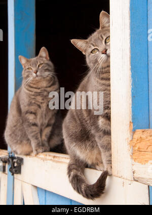 Paarweise blau Tabby Katzen sitting on Top of eine Niederländisch-Tür eine blaue Scheune Stockfoto