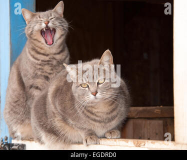 Zwei schöne blau Tabby Katzen auf eine niederländische Tür eine blaue Scheune Stockfoto