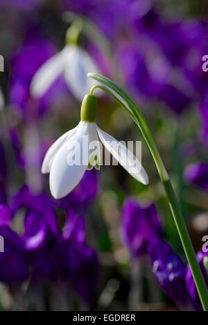 Schneeglöckchen, Galanthus Nivalis vor unscharf Krokus Violett Blumen, Deutschland Stockfoto