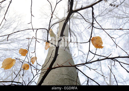 Braun Herbst Buche hinterlässt auf zarten Zweige in einen Buchenwald im Winter mit unscharfen buchen im Nebel, Hessen, Deutschland Stockfoto