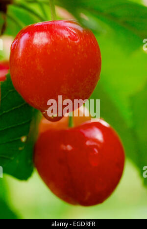 Zwei rote Kirschen mit Wassertropfen und grüne Blätter hängen auf dem Baum, Deutschland Stockfoto