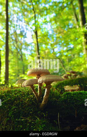 Anfang Herbst Pilze Wald mit einer Gruppe lamellare in Buchenwald auf bemoosten Stamm, unscharfe Buche Bäume im Hintergrund, zentral in Hessen, Deutschland Stockfoto