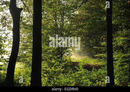 Waldweg mit Hintergrundbeleuchtung, Sonnenlicht durch Äste, Hessen, Deutschland Stockfoto