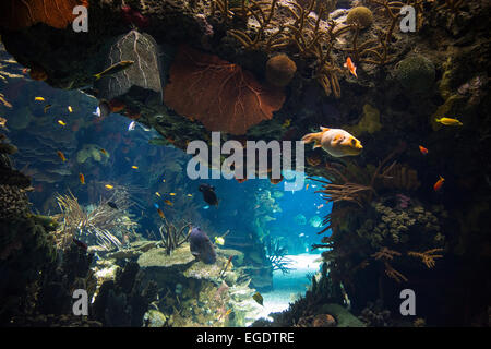 Bunte Fische in tropischen Becken des Aquariums Oceanario de Lisboa im Parque Das Nacoes (Park der Nationen), Lissabon, Lissabon, Portugal Stockfoto