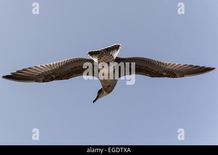 eine Möwe im Flug fotografiert Stockfoto