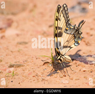 Östliche Tiger Schwalbenschwanz Schmetterling auf einem Naturstrand auf der Suche nach Mineralien zu fressen Stockfoto