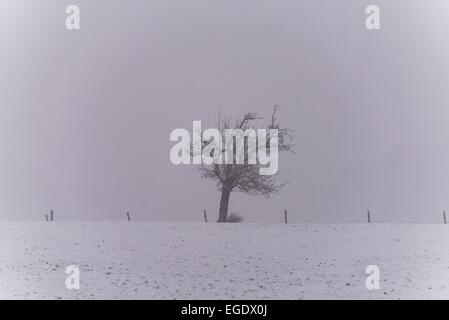 Schnee und Nebel in Heidelberg Stockfoto