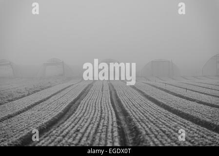 Schnee und Nebel in Heidelberg Stockfoto