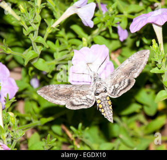 Tomate Hornworm Moth Fütterung im Flug Stockfoto