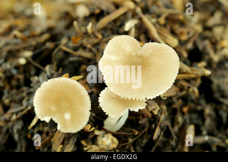 wilde Pilze auf Boden in Makro-Stil. Stockfoto