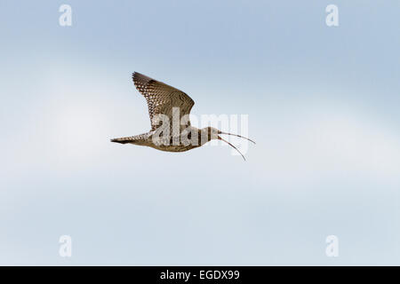 Brachvogel im Flug, Numenius Arquata, Insel Spiekeroog, Nationalpark, Deutschland, Europa Stockfoto