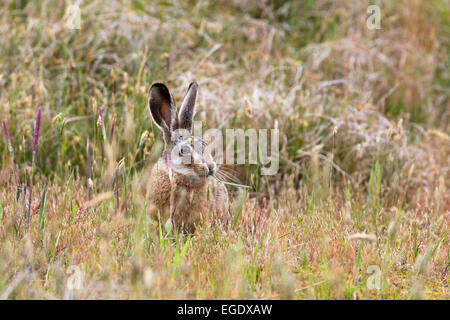 Brauner Hase, Lepus Capensis, Insel Spiekeroog, Nationalpark, Nordsee, Ostfriesischen Inseln, Ostfriesland, Niedersachsen, Deutschland, Europa Stockfoto