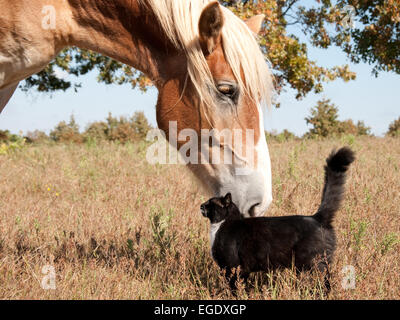 Kleine schwarze und weiße Katze reibt sich eine riesige belgisches Zugpferd Stockfoto