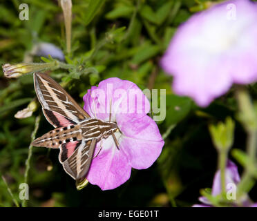 Weiß gesäumten Sphinx Motte Fütterung auf eine Petunia Blume Stockfoto