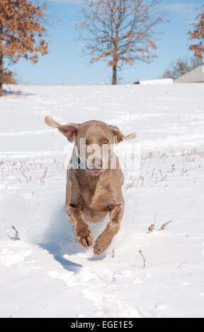 Weimaraner im Schnee in Richtung des Betrachters laufen Stockfoto