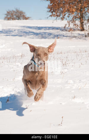 Weimaraner Hunde laufen im tiefen Schnee in Richtung des Betrachters Stockfoto